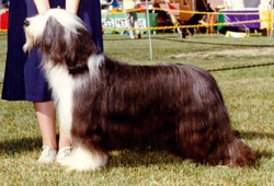 Sacha - Can.Am Ch. Moonhill's Rose Sachet